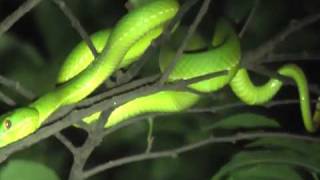 Deadly Taiwan Bamboo Viper