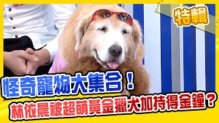 怪奇寵物大集合！林依晨被超萌黃金獵犬加持得金鐘？！週末1小時特映版 小宇宙33號