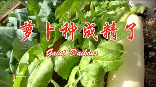 萝卜种成精了(第49期)  Giant Daikons (Ep49)