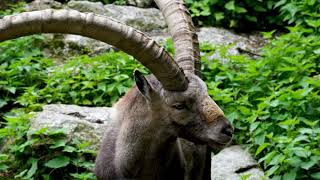 4K beautiful ibex enjoying video(2)