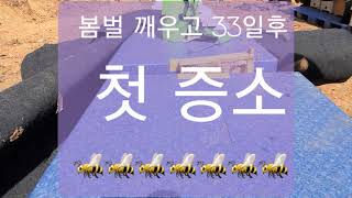 봄벌 깨우고 33일 후. 첫 증소 🐝🐝🐝🐝