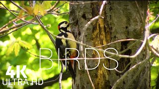 birds singing | Relaxing Piano Music | With Nature Scenes | Stress Relief Calming & Meditation Music