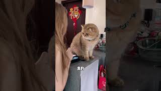 别说小猫咪挂壁 他会生气！#咯噔小话痨