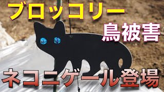 1月21日 ブロッコリーの育て方 日々のお世話編【鳥対策】