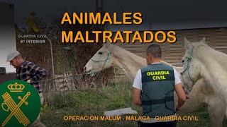 Rescatados 195 animales maltratados en la provincia de Málaga