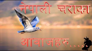 ३० मिनेट लामो नेपाली चराहचुरुङगीका आवाज || Asian Birds Sound || Sleep well