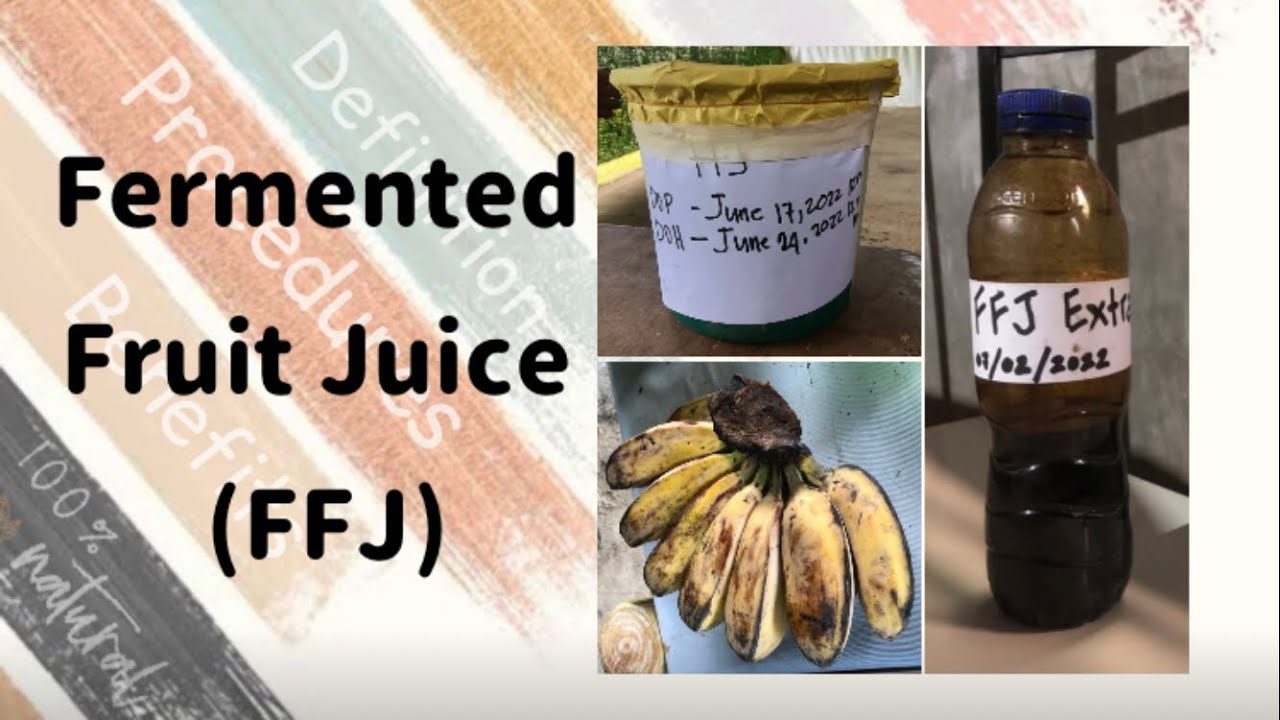 How To Make Fermented Fruit Juice Ffj Easy Steps Youtube