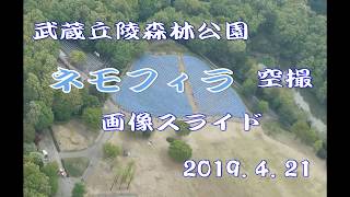 武蔵丘陵森林公園【ネモフィラ】空撮（2019 4 21）