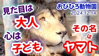 【おびひろ動物園ライオン】ヤマト🦁天真爛漫で無邪気！可愛い魅力がいっぱい💚