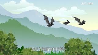 蝙蝠是鳥類嗎 蝙蝠是什么動物類型