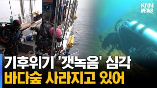 기후위기 '갯녹음' 심각, 바다숲 사라져