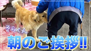 【老人ホームのセラピー犬】ゴールデンレトリバーそらくんの早朝ご挨拶に密着(アニマルセラピー)