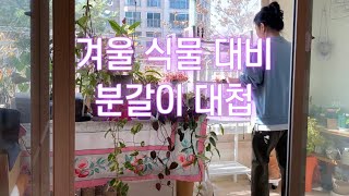 곧 겨울이 다가오니 식물들 케어해야하겠죠~ 왜 이리 할일이 많나요~ 분갈이대첩중