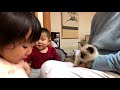 赤ちゃんが子猫と初対面　猫ちゃんと赤ちゃんはお友達110