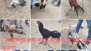 খুব কম দামে (টাকায়)  দারুণ দারুণ টিয়া ঠোঁট এর আসিল ফাইটার মুরগা  ।।   aseel fighter murga very low