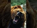 10 Animals That Could Defeat A Grizzly Bear #shorts