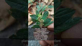 asthma plant(Euphorbia hirta) hairy herbs #shorts