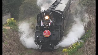 【C12 66】 春の真岡鉄道　～桜の季節到来＆聖火リレーと蒸気機関車の並走シーン～