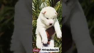 Show quality Siberian husky puppies available #siberianhusky #husky