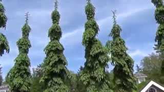 Weeping White Spruce Trees