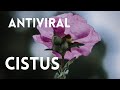 CISTUS - antiviral - antibakteriell und vieles mehr. DAS solltest du wissen !!