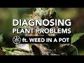 Diagnosing Plant Problems