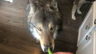 “Why Are Domestic Dogs Unhealthy?”