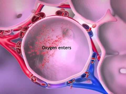 What happens to the oxygen content of the blood as it passes through the pulmonary capillaries?