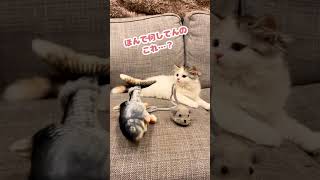 クセの強い遊び方にドン引きする猫【おしゃべりする猫】 #Shorts 【猫アテレコ】