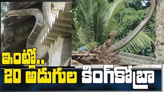 20 Feet King Cobra Seizure At House in East Godavari | కింగ్ కోబ్రా ప‌ట్టివేత | MEGA TV HD