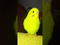 თუთიყუში ჩიკო. parrot chico.папугаи чико. muhabbet kuşu çiko.