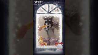 披着驴皮的雪纳瑞小驴吃的都打嗝了。。( ͡° ͜ʖ ͡°)✧