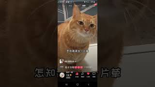 会唱歌的猫，这个宝贝真的会唱歌，我追踪他好几年了🤗