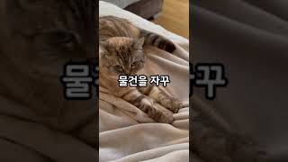 우리 집 고양이가 외롭다고요? 고양이가 외롭다는 5가지 신호 #고양이 #cat #loneliness #외로움 #kittycat #catlover