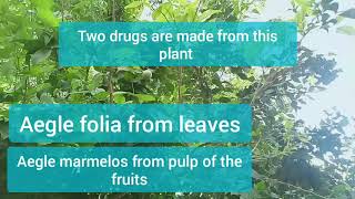 Difference between Aegle Marmelos \u0026 Aegle folia