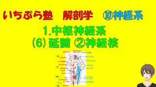 【いちぷら塾】解剖学　10神経系 1 中枢神経系 (6) 延髄 ②神経核 #あん摩マッサージ指圧師、鍼灸師