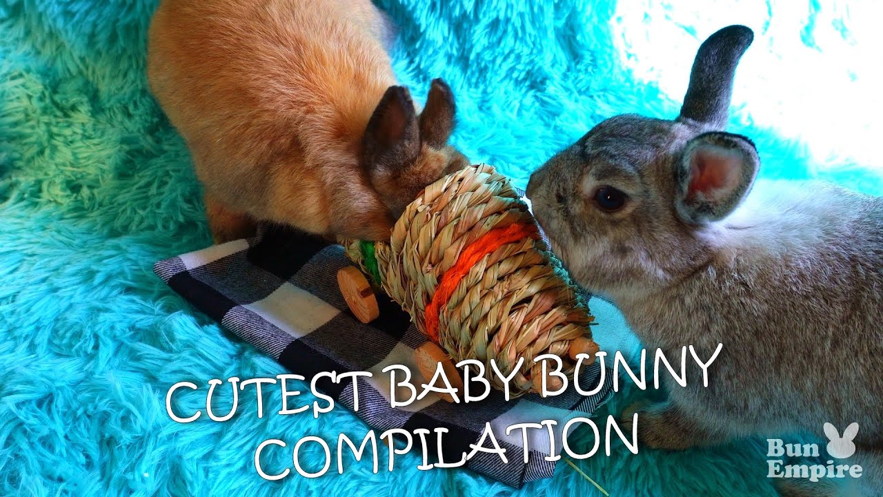 Cutest Baby Bunny Photo Compilation Youtube