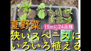 【自然農】15mに24品種　夏野菜植え付け【初心者】【ナスピーマンミニトマトゴーヤスイカ里芋生姜モロヘイヤオクラつるむらさき空芯菜】【三島の自然菜園】SuSAN