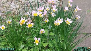 Fascinating Outdoors Plants, (Candia Tulip) Love nature's @Lovenaturesbeauty