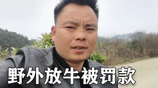 大叔野外放牛，传来一声救命声，回家路上又被罚款，真是太难了！【螃爷Pang】