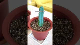 🌵サボテンのふやし方-胴切りの方法 How to increase the number of cactus from one to two #サボテン #多肉植物 #胴切り #育て方