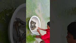 Amazing Current Net Fishing Techniques Catching Catfish - Best Gill Net Fish Trap in Rainy Season