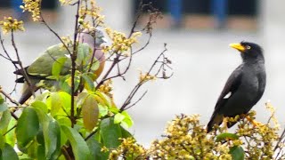 Javan Myna, Talking To The Pigeon? Singapore Wild Birds