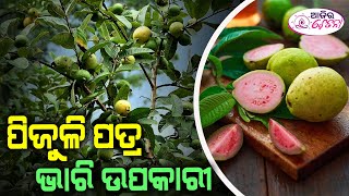 ପିଜୁଳି ପତ୍ର ଭାରି ଉପକାରୀ,ଆଜିର ଚେତନା || KONARK LIVE | Benefits of guava