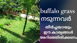 buffalo grass നടുന്നവർ ഈ കാര്യങ്ങൾ അറിഞ്ഞിരിക്കണം |Perl grass