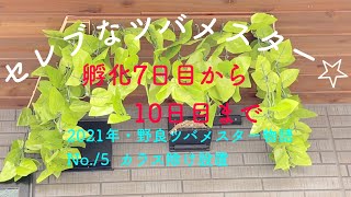 #98 2021年野良ツバメスター物語/No.5 カラス除け設置　#2021 #swallow