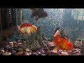 Beautiful Large Oranda’s Unboxing