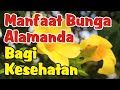 Manfaat Bunga Alamanda Bagi Kesehatan