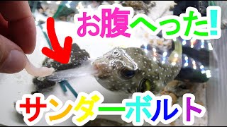 サザナミフグ　もっとエサちょうだい♪♪おねだりサンダーボルト！！　爆食　pufferfish　आध्मादतक मछली　ikan buntal　ปลาปักเป้า　baiacu　cá nóc