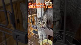 猫にゃんねる　お仕事、行って来ます🐈　#猫のいる暮らし #ねこの日 #保護猫 #毎日がネコ曜日 #ねこ #ネコの日 #cat #猫の日 #ネコ #ネコ曜日 #甘えん坊の猫